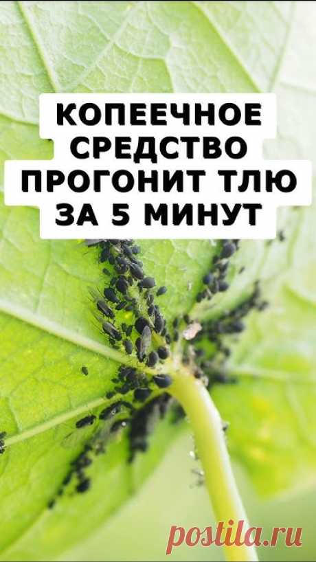 В этом видео вы узнаете о простой, но действенной обработке садовых растений от тли. Насекомое вредитель уходит с участка в первые минуты после обработки эти...