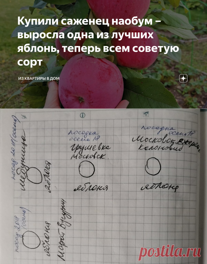 Купили саженец наобум – выросла одна из лучших яблонь, теперь всем советую сорт  Грушовка Московская.
Не поверите, но по моим наблюдениям Грушовка плодоносит даже на 6-ти стволах и при чем практически со здорового и сильного дерева.
Саженец был один, с него и пошел фруктовый сад.
Еще в детстве, когда я жила у бабушки, она высаживала эти яблони.
Но мне казалось, что она просто для красоты их выращивала.
И вот сегодня я решила написать про еще одну яблоню, которая может украсить ваш сад.
Яблоня …