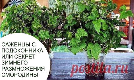 САЖЕНЦЫ С ПОДОКОННИКА ИЛИ СЕКРЕТ ЗИМНЕГО РАЗМНОЖЕНИЯ СМОРОДИНЫ  

Размножить черенками смородину несложно. Черенки можно укоренять практически всю зиму. Так что это занятие особенно подойдет тем, кто живет на даче зимой. Обычно черенки нарезаются на протяжении января-марта. 

Проводить нарезку черенков можно начиная с начала декабря. Нужно выбирать только те побеги, которым исполнился год. Они должны иметь хорошо развитые почки. Черенки надо срезать у земли. Длина таких че...