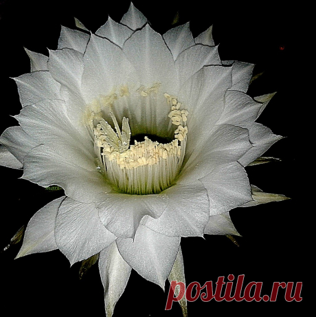 "Impoluta" Hice guardia unos minutos para tomar la fotografía  antes que los visitantes nocturnos comiencen con sus paseos al interior de la flor... por eso  hoy bautizo a esta flor de echinopsis eyriesii, vestida con sedas blancas, con el nombre de   "Impoluta".   Gracias Luis María por elegirme una música acorde a la flor www.youtube.com/watch?v=ITY0NEUFpwI