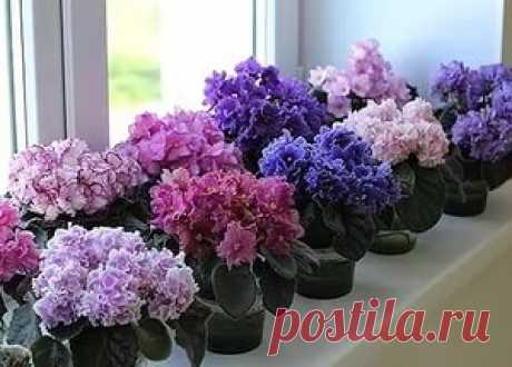 Фиалки. Секреты пересадки и ухода