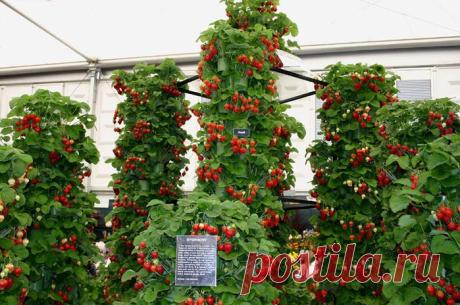 Земляника из блога Румилы.