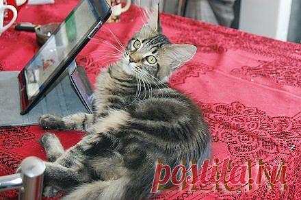 Окрасы Мейн кун.