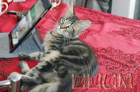 Окрасы Мейн кун.