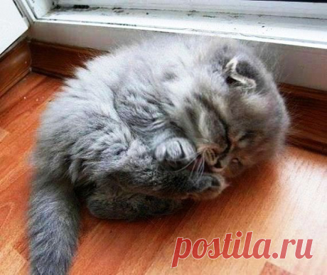 В вашем доме нет кота ? Кого ж вы любите тогда ?