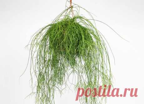 Род Rhipsalis - эпифитные кактусы Рипсалис или Прутовик – самый крупный и разнообразный род тропических лесных кактусов. Эти растения формируют потрясающие кустики, украшая своим присутствием наше жилище. Как выращивать растения этого рода мы опишем в этой статье.