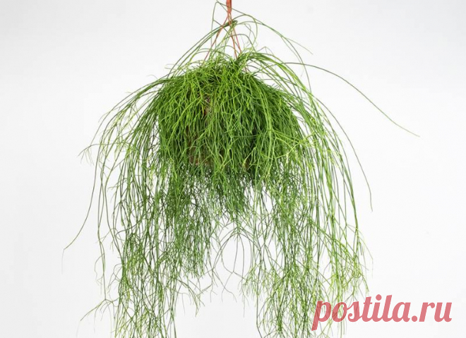 Род Rhipsalis - эпифитные кактусы Рипсалис или Прутовик – самый крупный и разнообразный род тропических лесных кактусов. Эти растения формируют потрясающие кустики, украшая своим присутствием наше жилище. Как выращивать растения этого рода мы опишем в этой статье.
