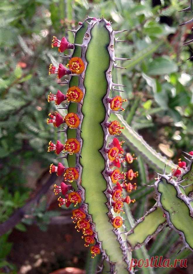 Euphorbia.  Не кактус, а ливрейный служащий.