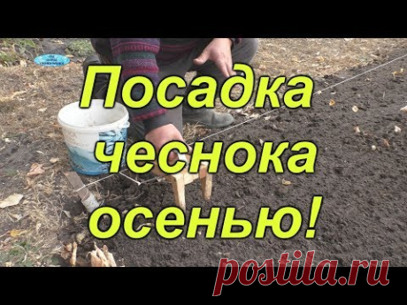 Осенняя посадка чеснока от &quot;А&quot; до &quot;Я&quot;. Все тонкости осенней посадки.