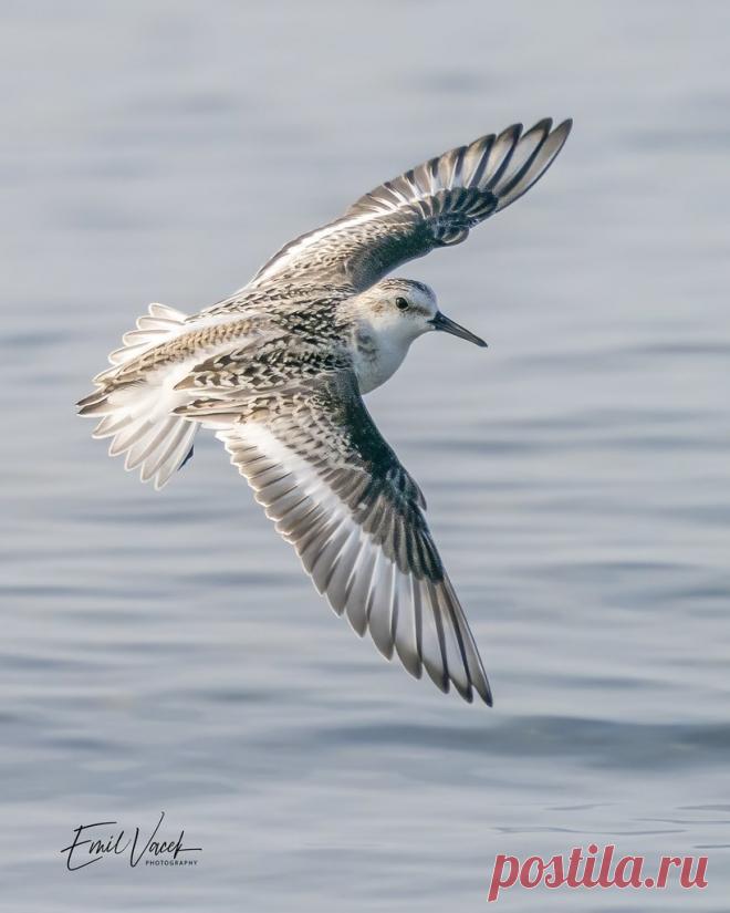 Sanderling Taken at Lake Ontario,Canada