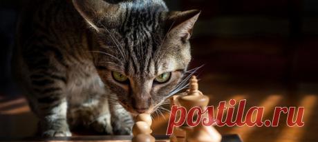 В ближайшем будущем в Великобритании реализуют множество инициатив, связанных с животными: в их числе обязательное чипирование кошек, запреты на ношение электронных ошейников и охоту с борзыми. Причиной стало признание представителей фауны разумными существами.