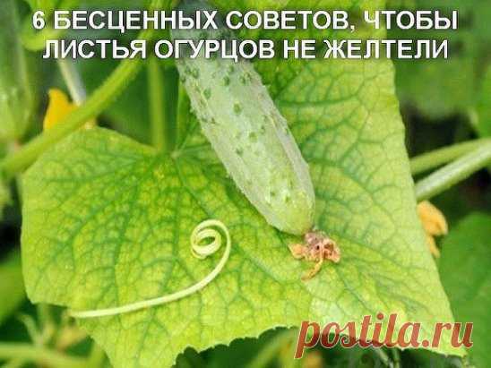 6 БЕСЦЕННЫХ СОВЕТОВ, ЧТОБЫ ЛИСТЬЯ ОГУРЦОВ НЕ ЖЕЛТЕЛИ
1.    После появления всходов в фазе развития 3 – 4 листочков огурцы нужно обработать следующим составом:
В ведро воды добавить 30 капель йода, 20 г хозяйственного мыла и 1 л молока. Опрыскивание таким составом можно проводить через каждые 10 дней.
2.    С вечера замочить булку хлеба в ведре воды, утром размять хлеб, добавить  маленький пу