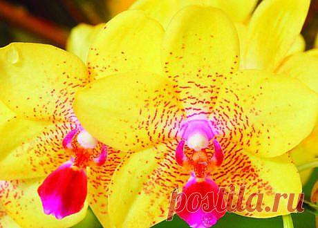 orhidei_3_small.jpg (460×330)