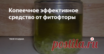 Копеечное эффективное средство от фитофторы Фитофтора – коварное заболевание, которое поражает томаты, картофель, баклажаны и перец. Бороться с нею можно и нужно, главное вовремя начать действовать. В условиях влажной погоды споры возбудителя болезни распространяются с молниеносной скоростью. Поэтому если вы видите признаки фитофторы, лишь на одном из кустов, тот лучше просто его удалить и сжечь. В компост такое пускать нельзя, ведь споры о