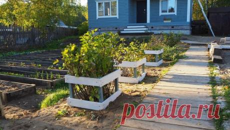 Простое и красивое ограждение для кустов смородины и крыжовника, практически за бесплатно |... Опора для смородины