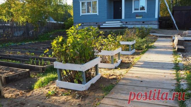 Простое и красивое ограждение для кустов смородины и крыжовника, практически за бесплатно |... Опора для смородины