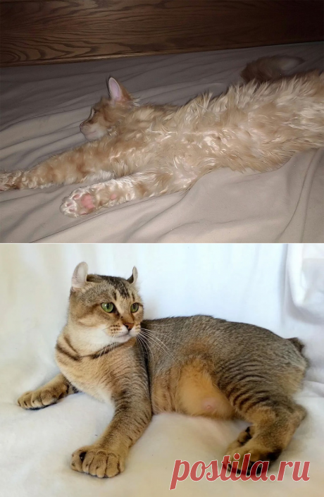Новые кошачьи породы, которые уже стали модными!