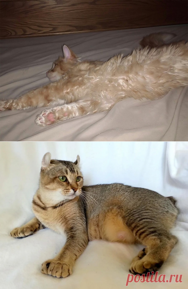 Новые кошачьи породы, которые уже стали модными!