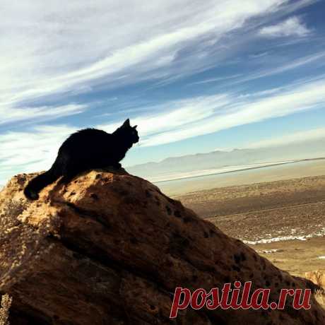 Милли - кошка-скалолаз из штата Юта, США