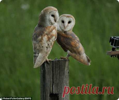 Дружба пары сипух и фотографа