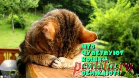 Что чувствует кошка, если ее обидеть?