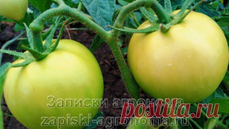 В июле основной проблемой являются грибковые заболевания овощных культур. Это касается всех растений, которые растут в теплицах и в открытом грунте. В данной статье, лунный календарь на июль 2022 года, будет рассказано какие мероприятия проводят для сохранения урожая от разных болезней. Но для начала, хочу рассказать о некоторых народных приметах.