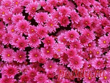 Beautiful Flowers Images Wallpapers