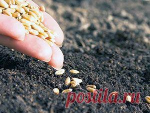 Цветы из семян своими руками — Сад на подоконнике