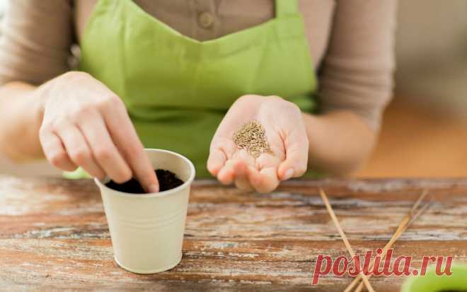 Какие цветы сажают на рассаду в феврале? | В цветнике (Огород.ru)