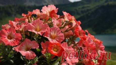 Как сажать базилик :: посадить базилик дома :: Сад и огород