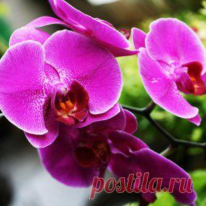 Усадьба | Цветы в доме : 3 способа стимулирования цветения фаленопсисов