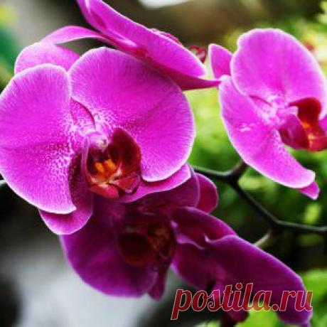 Усадьба | Цветы в доме : 3 способа стимулирования цветения фаленопсисов
