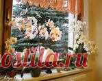 Орхидеи Фаленопсис (Phalaenopsis). Полив. Когда нужно поливать орхидею.