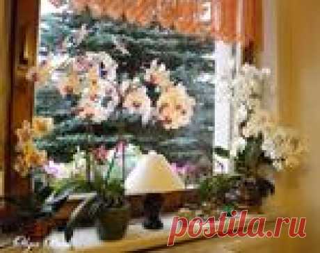 Орхидеи Фаленопсис (Phalaenopsis). Полив. Когда нужно поливать орхидею.