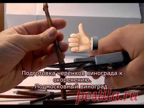 Подготовка черенков винограда к укоренению. Подмосковный виноград.