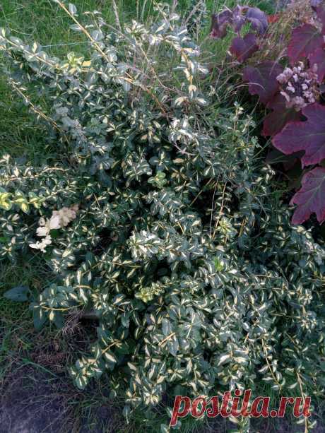 Бересклет Форчуна «Солнечное пятно» (Euonymus fortunei «Sunspot»)