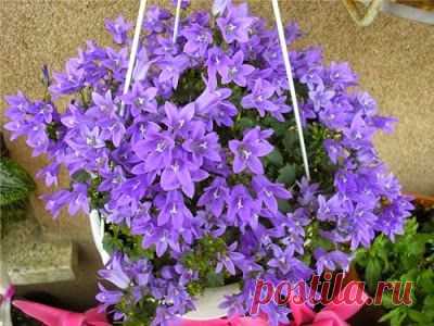 Кампанула - домашний колокольчик. Секреты ухода