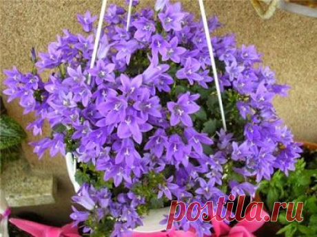 Кампанула - домашний колокольчик. Секреты ухода