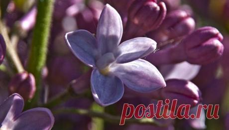 Народные приметы 30 мая. Что нужно сделать на Евдокию Свистунью