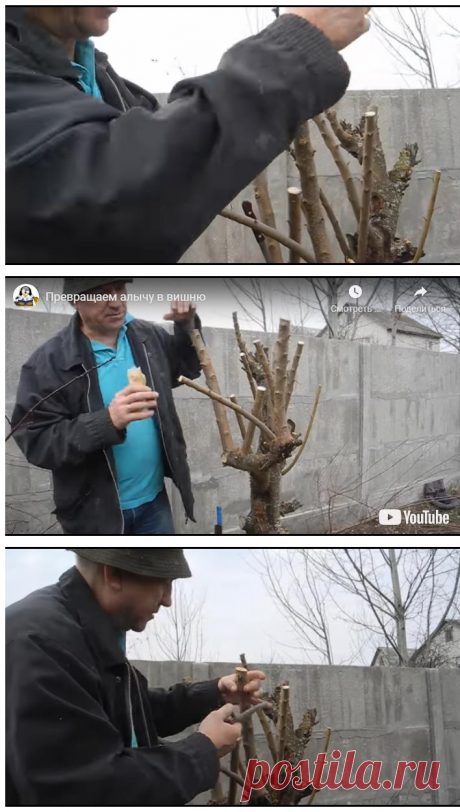 Превращаем алычу в вишню