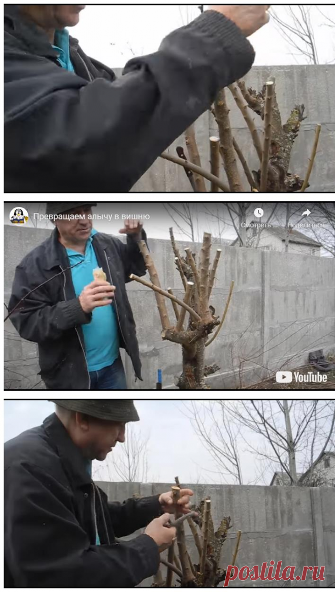 Превращаем алычу в вишню