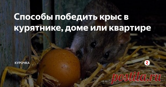 Способы победить крыс в курятнике, доме или квартире Неприятная, но важная тема у нас сегодня. Как избавиться от крыс в частном доме, курятнике, квартире и других помещениях — применение различных методов, чтобы вывести грызунов раз и навсегда в этом материале с фото и видео. Как избавиться от крыс и предотвратить их появление в доме, подвале, сарае, курятнике или гараже?
Как избавиться от крыс в курятнике, доме или квартире?
Крысы дост