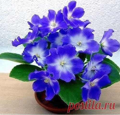 Чтобы фиалки цвели круглый год!
