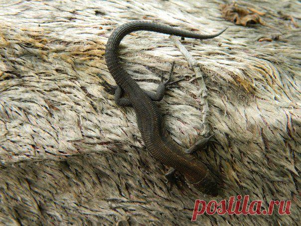 Клуб любителей дачи