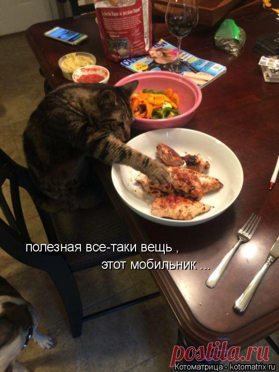 Котоматрица: Круть