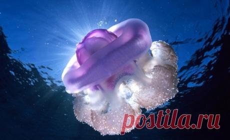 30 фото медуз — самых невероятных морских обитателей