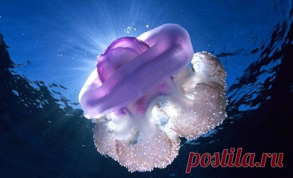 30 фото медуз — самых невероятных морских обитателей