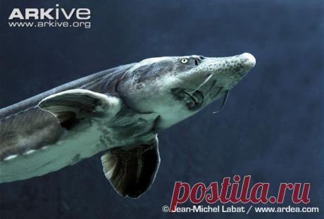 arkive animals - Поиск в Google