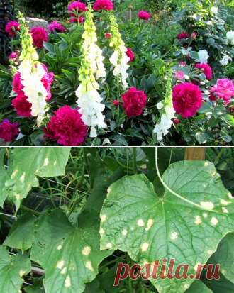 Пятна на листьях огурцов – из-за чего появляются, что делать и чем лечить | На грядке (Огород.ru)