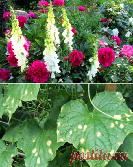 Пятна на листьях огурцов – из-за чего появляются, что делать и чем лечить | На грядке (Огород.ru)